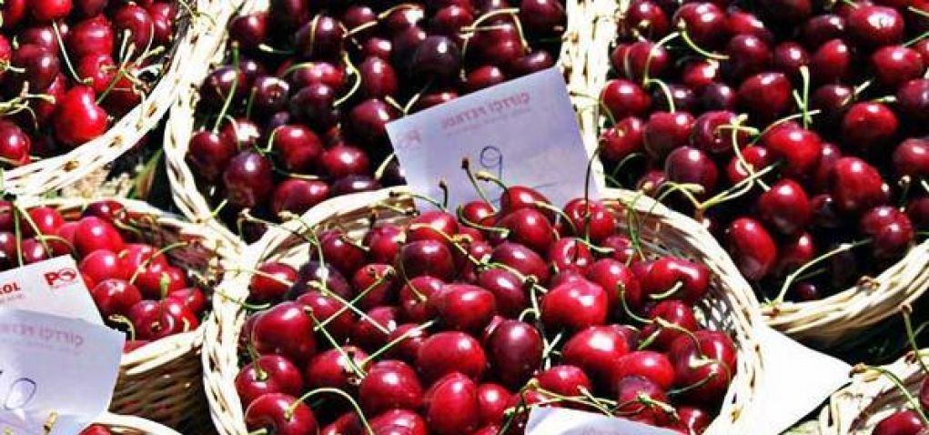 Festival des cerises de Sefrou